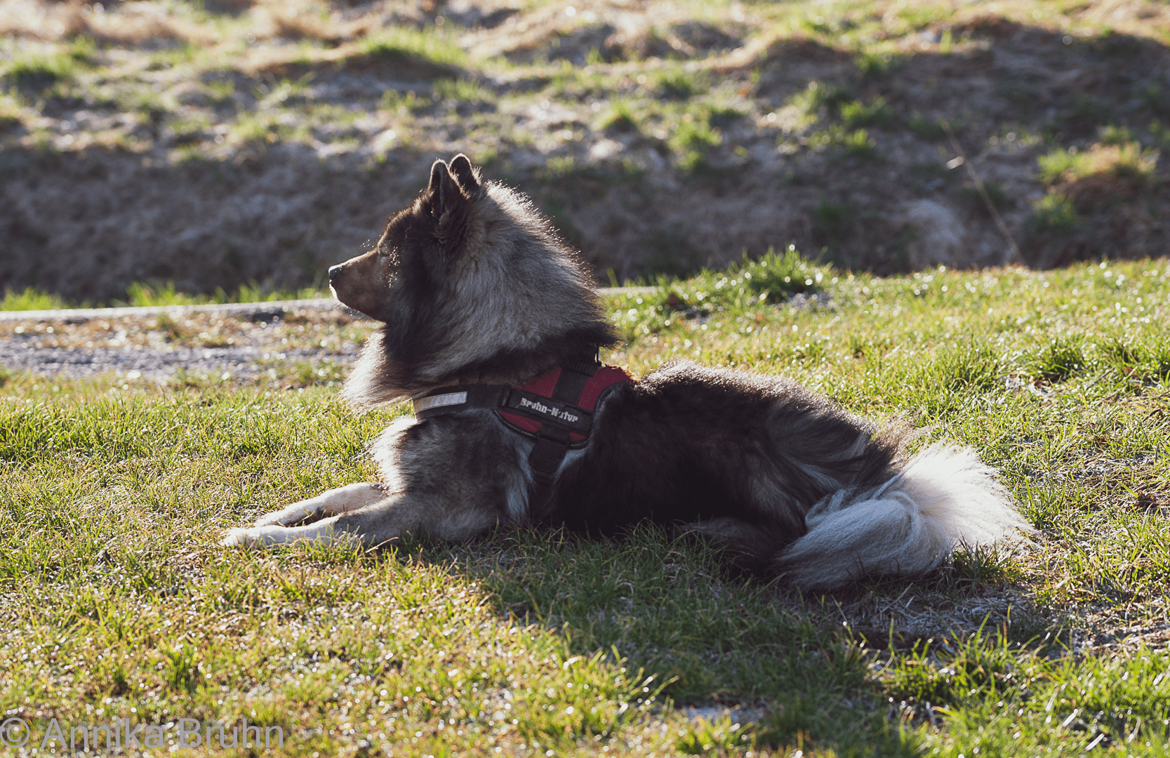 Q genießt die Sonne!
